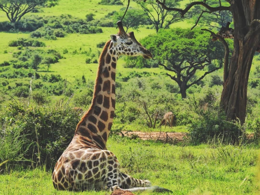 giraffe