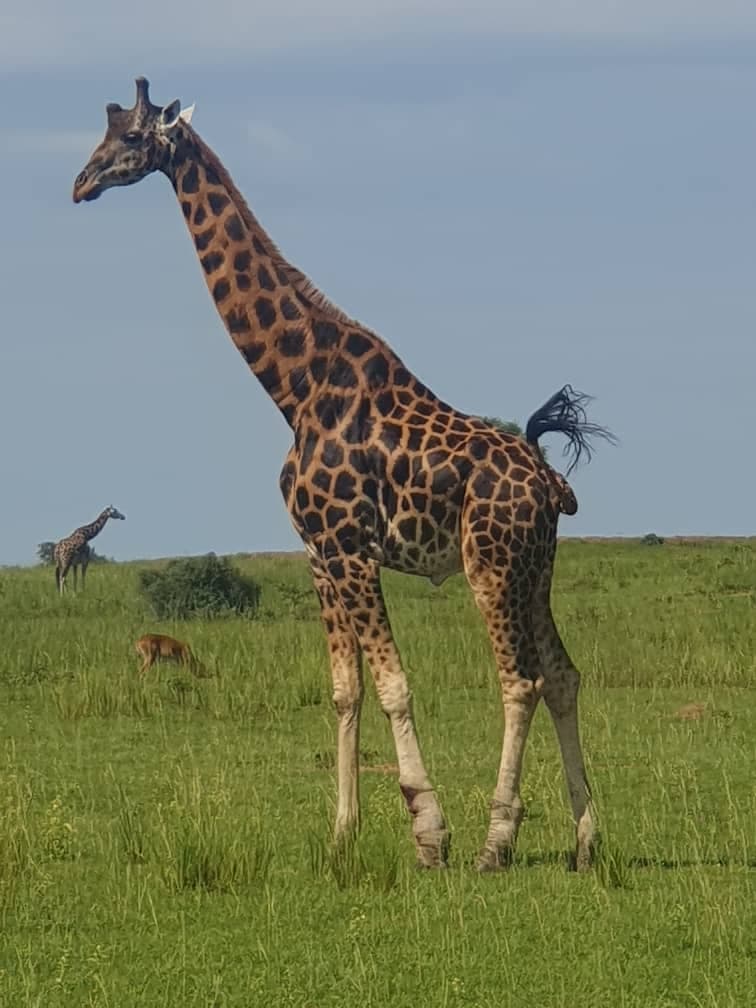 giraffe