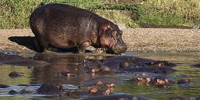 hippo