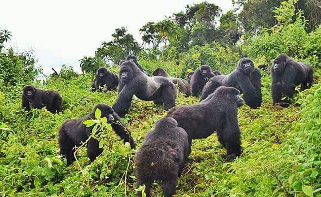 gorillas