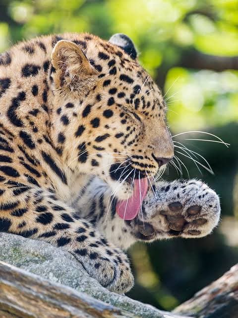 leopard