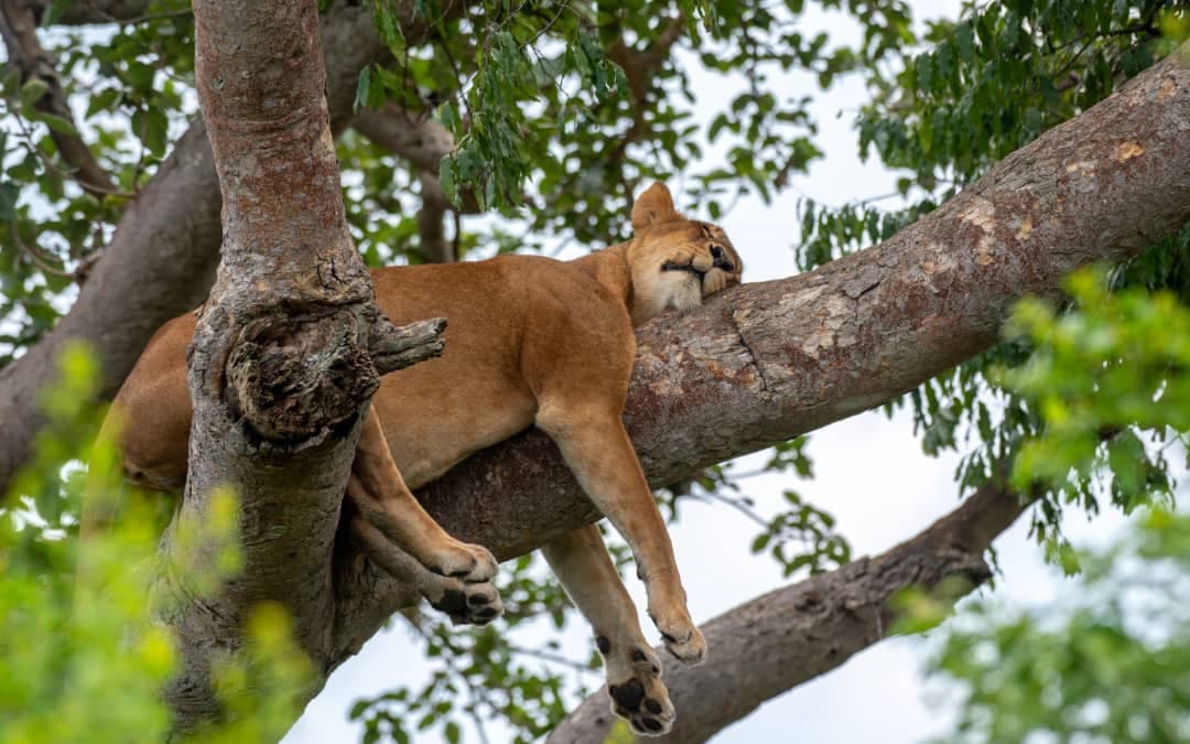 climbing lion